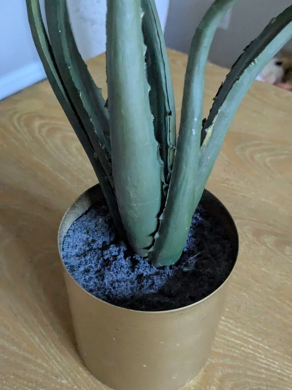 Project 62 Faux Aloe Plant in Gold Planter
